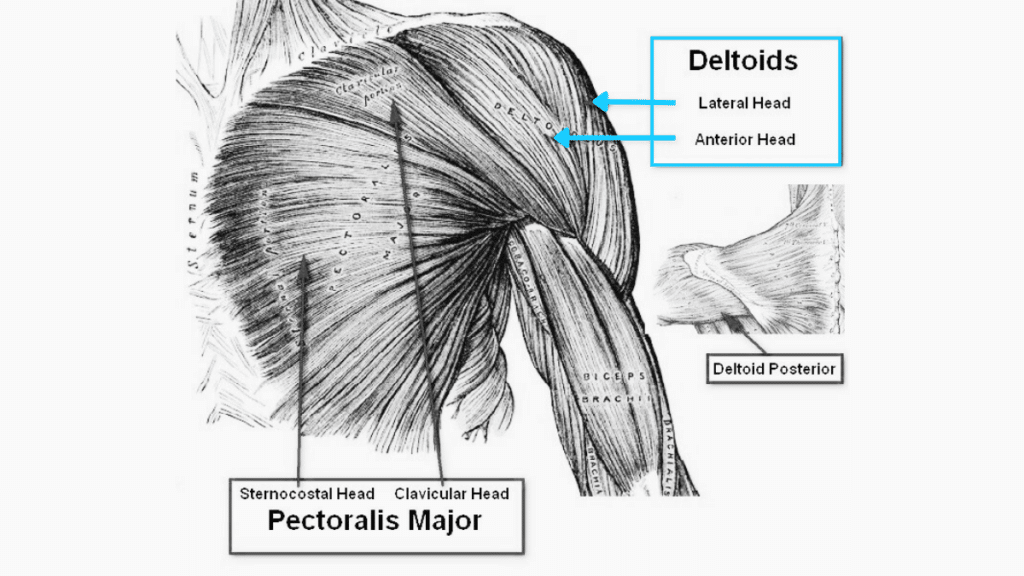 Arnold Press Shoulder Muscle Picture